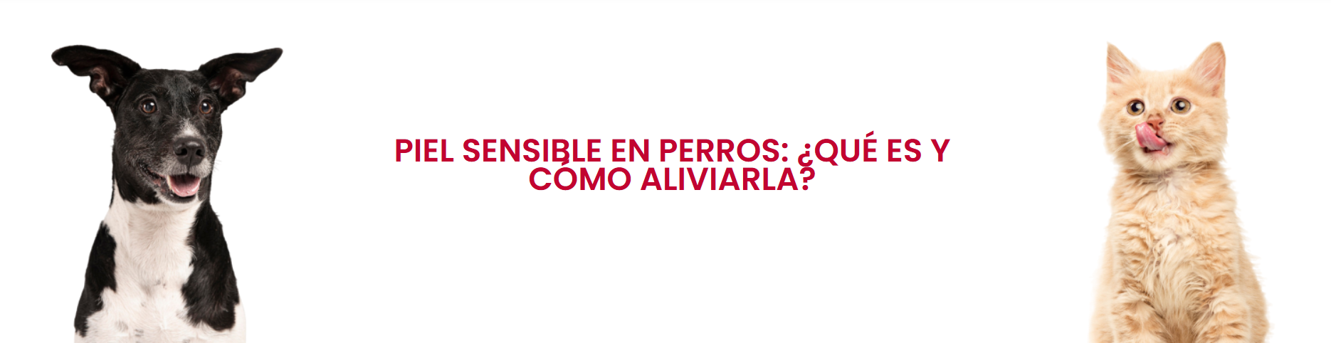 Piel sensible en perros