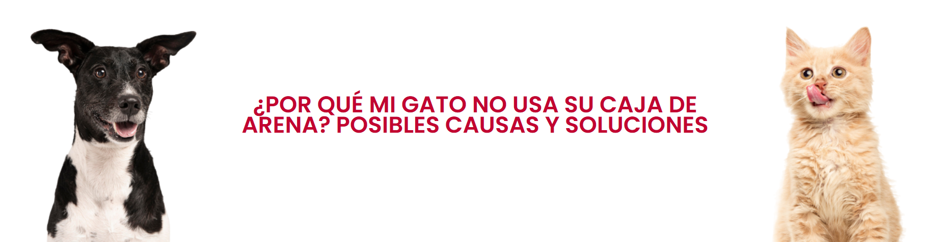 Por que mi gato no usa su caja de arena