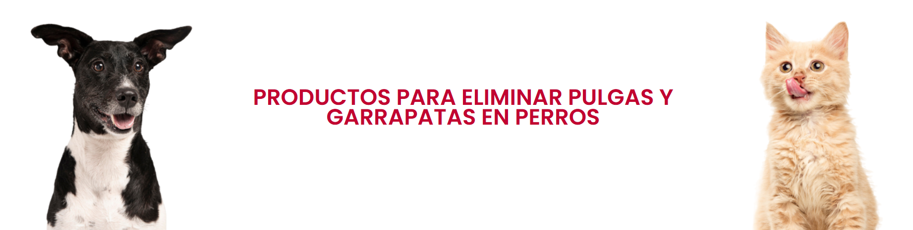 Productos para eliminar pulgas y garrapatas en perros