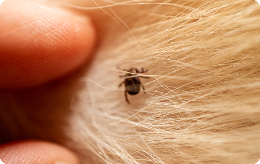 Pulgas y garrapatas en perros