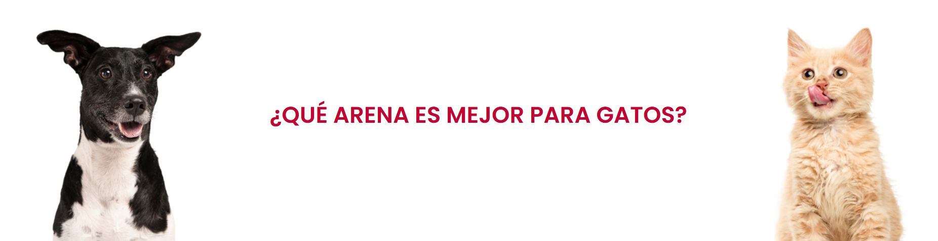Que arena es mejor para gatos