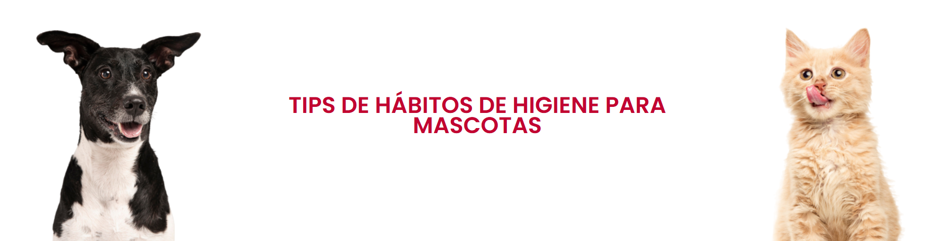 Tips de habitos de higiene para mascotas