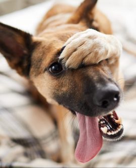 Mascotas faciles de cuidar