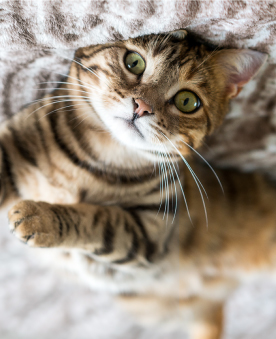 Mascotas faciles de cuidar