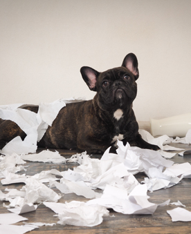 Mascotas faciles de cuidar