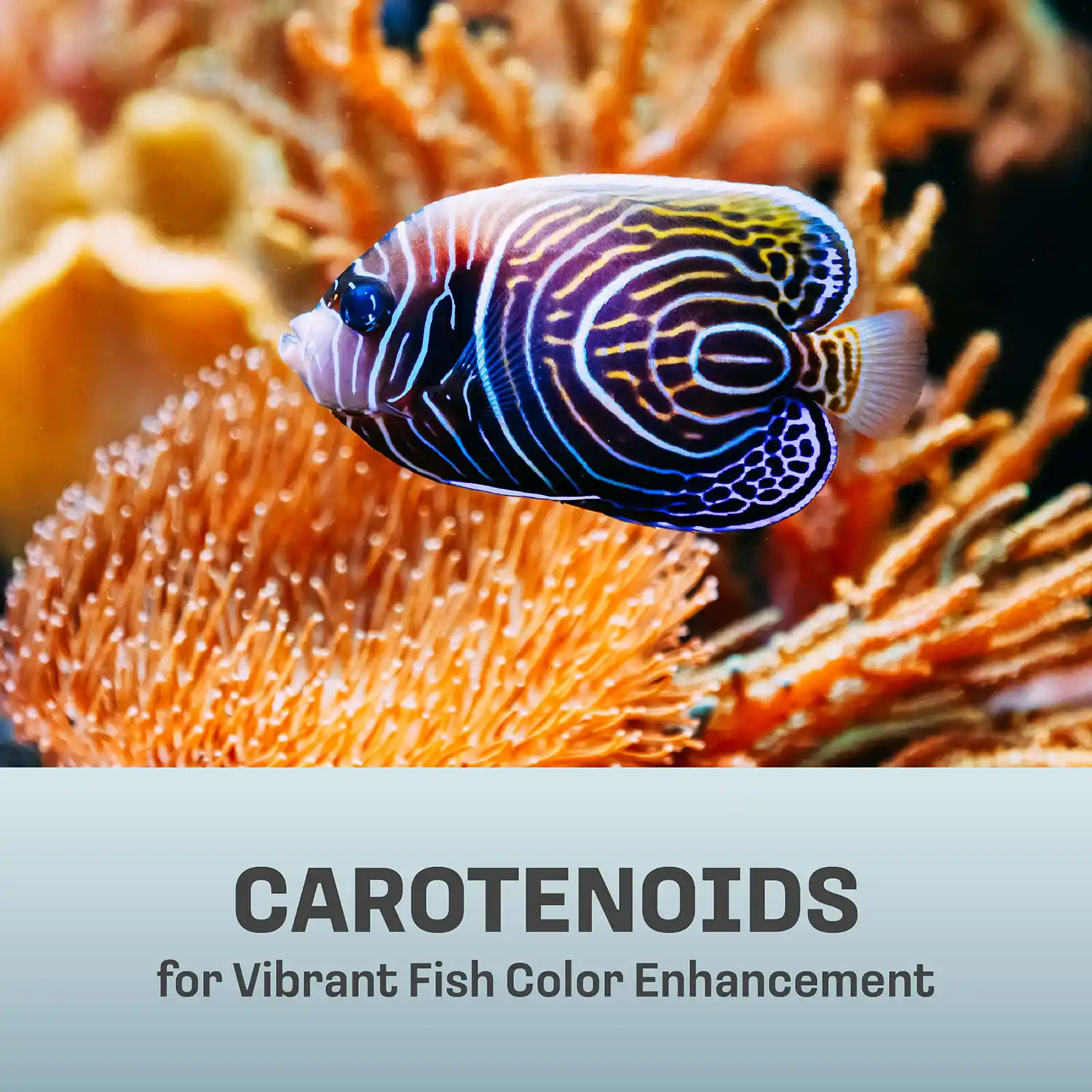 CAROTENOIDS for Vibrant Fish Color Enhancement