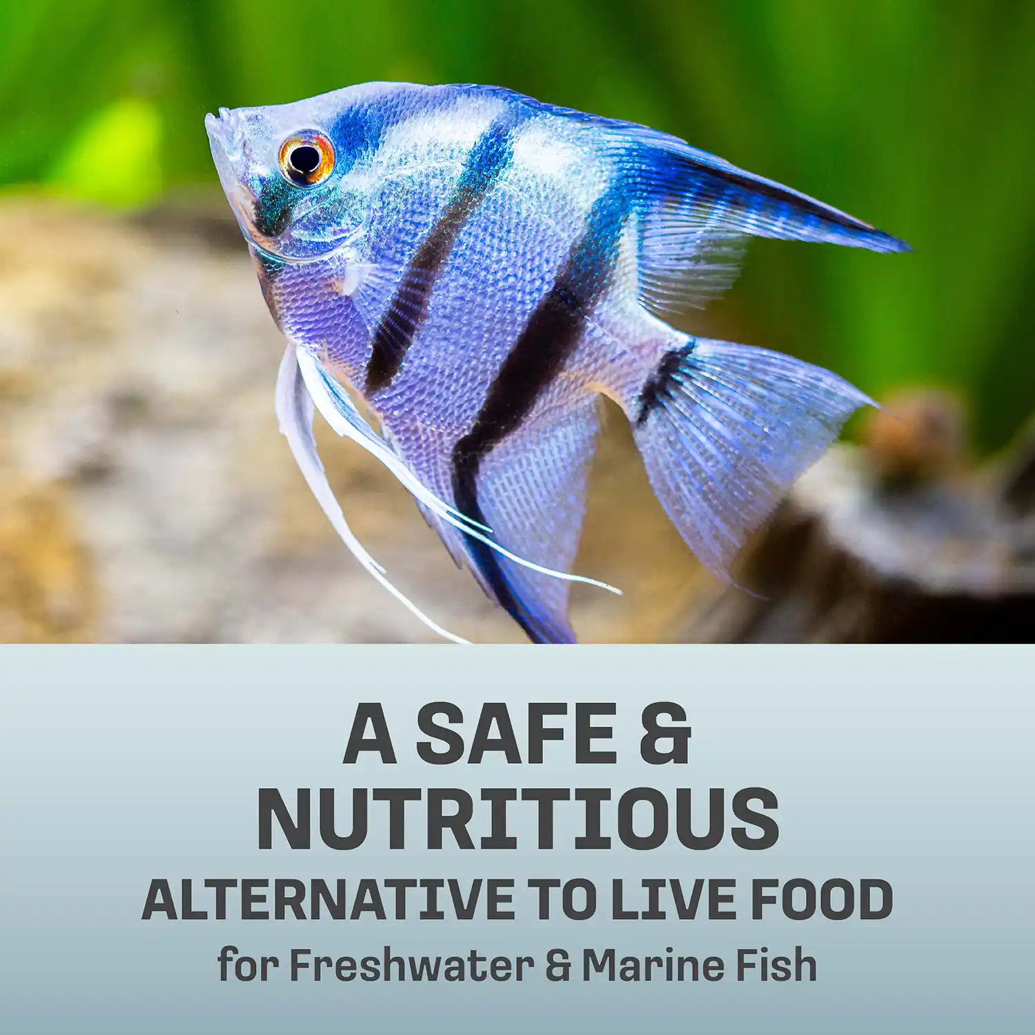 A SAFE & NUTRITIOUS ALTERNATIVE TO LIVE FOOD for Freshwater & Marine Fish