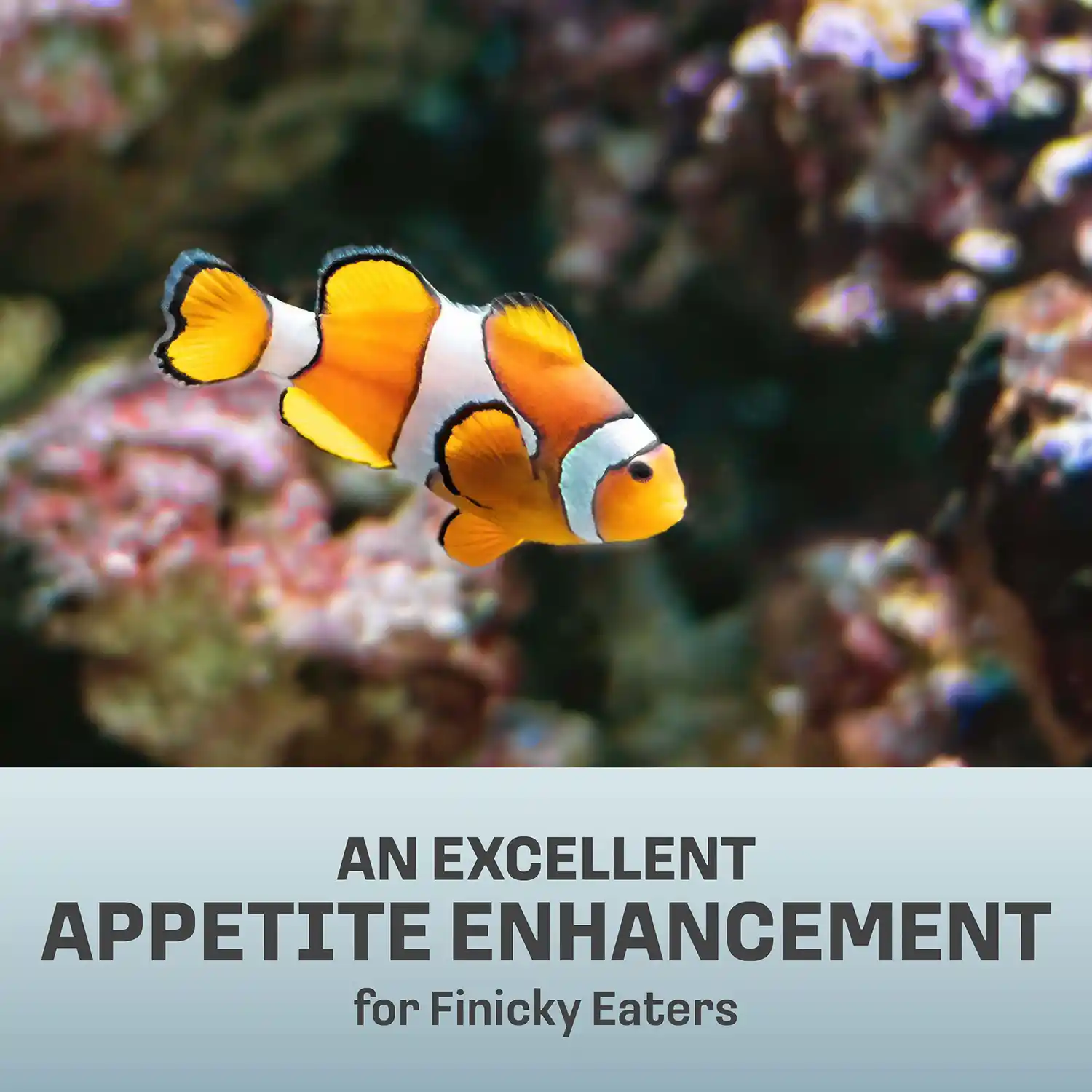 AN EXCELLENT APPETITE ENHANCEMENT for Finicky Eaters