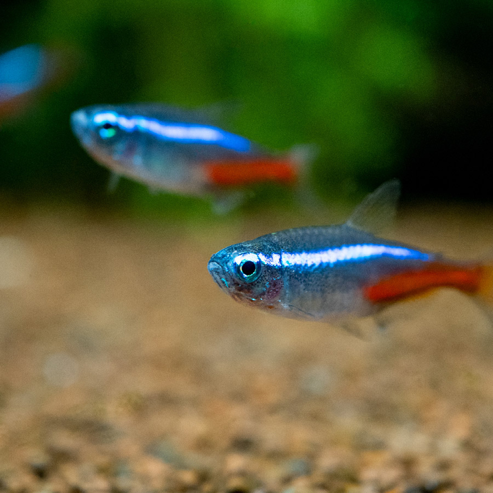 01311 Omega One Freshwater Flakes 1 oz Lifestyle