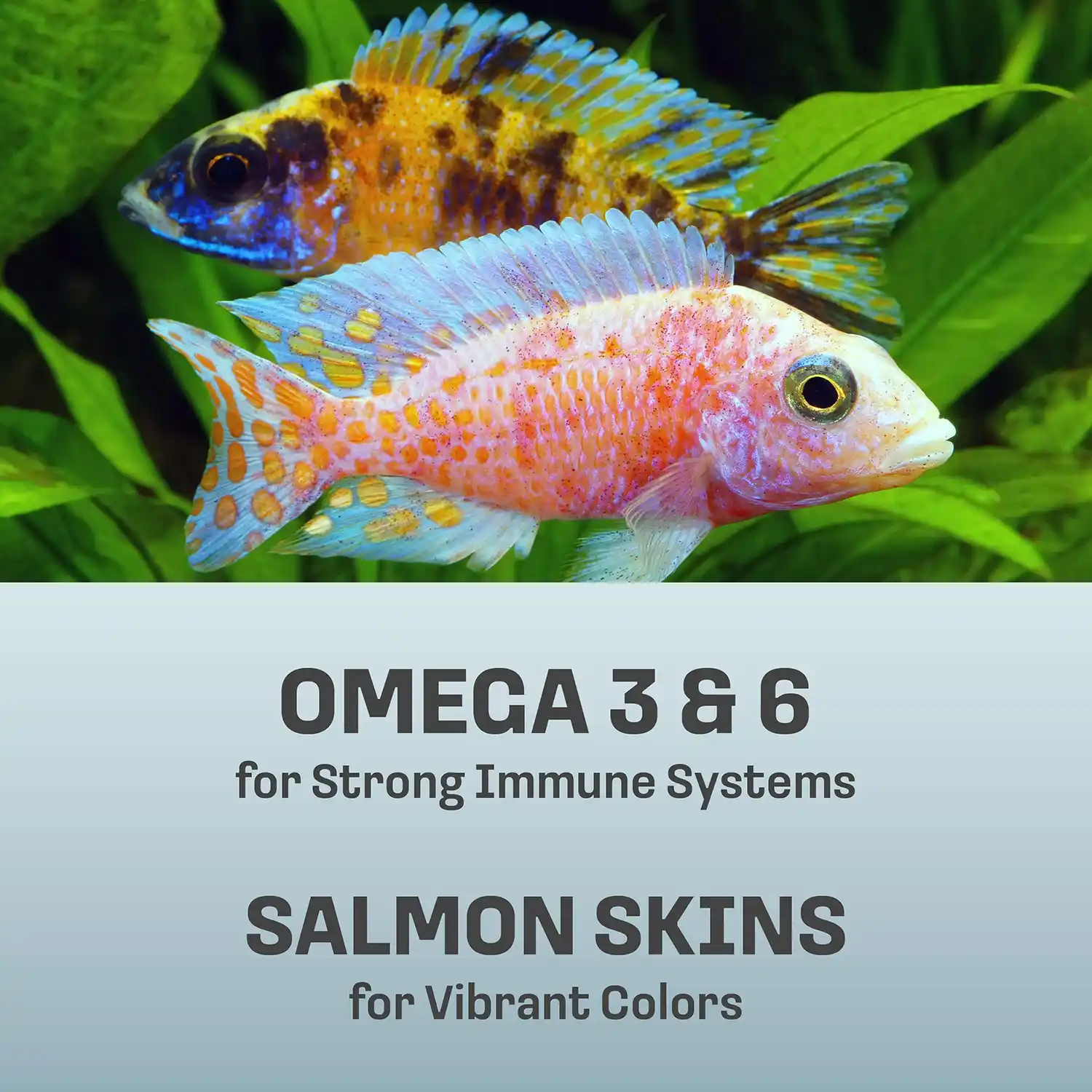 OMEGA 3 & 6 for Strong Immune Systems SALMON SKINS for Vibrant Colors