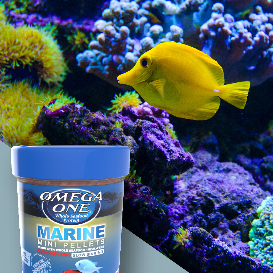 61211 Marine Mini Pellets Lifestyle
