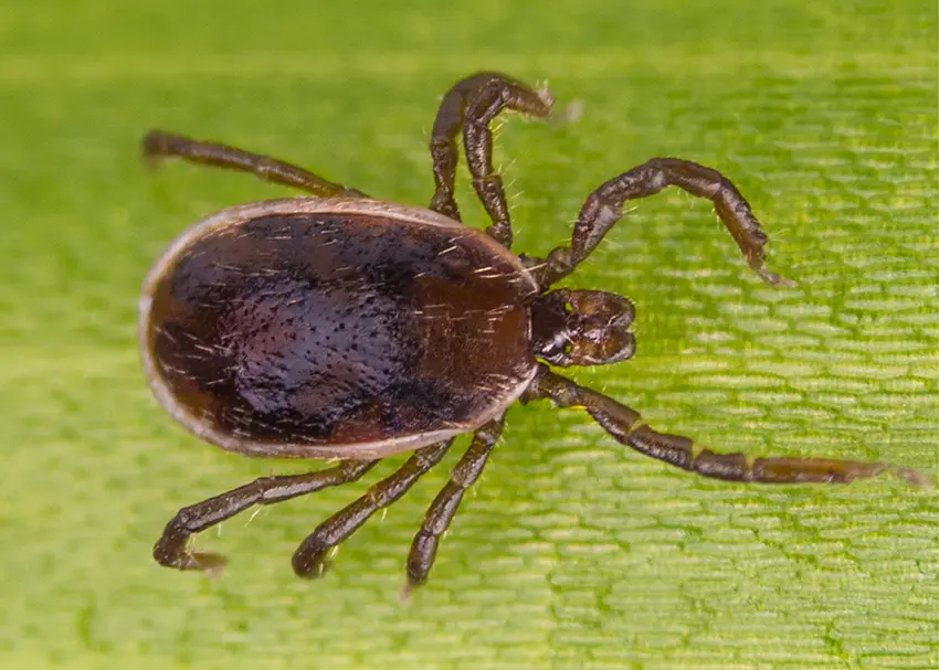 Wood Tick