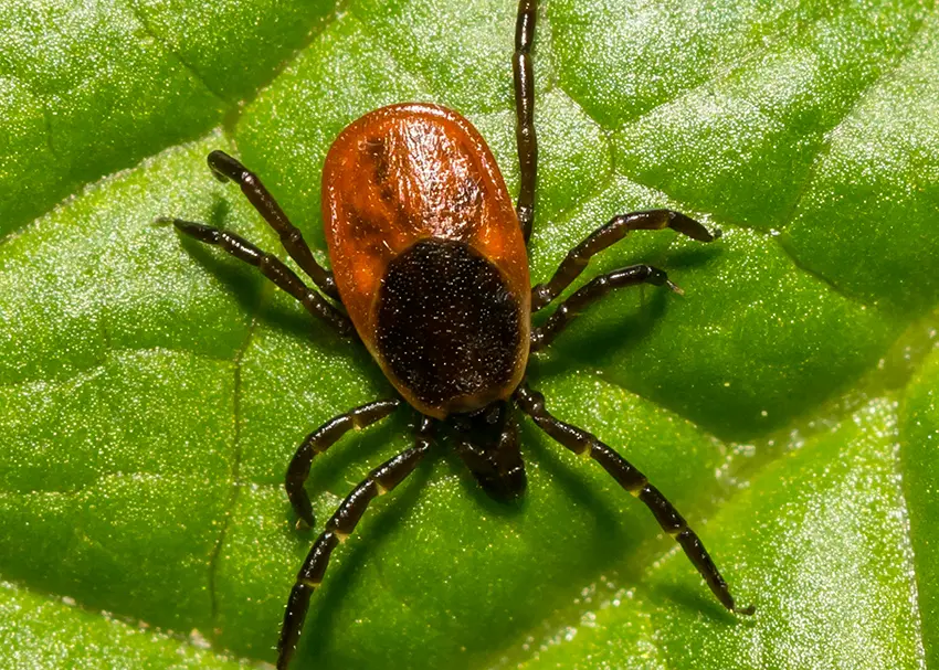 Deer Tick