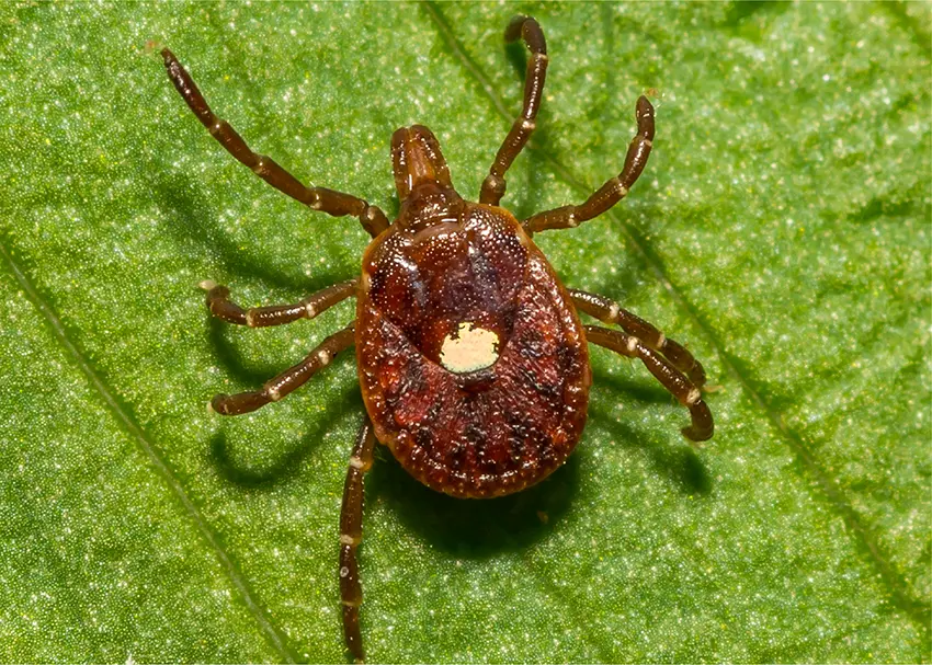 Lonestar Tick