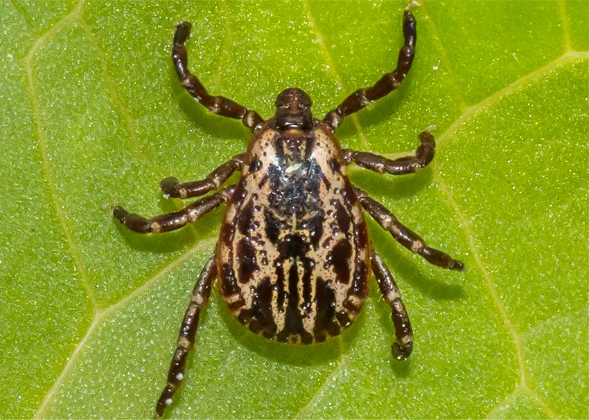 Brown Dog Tick