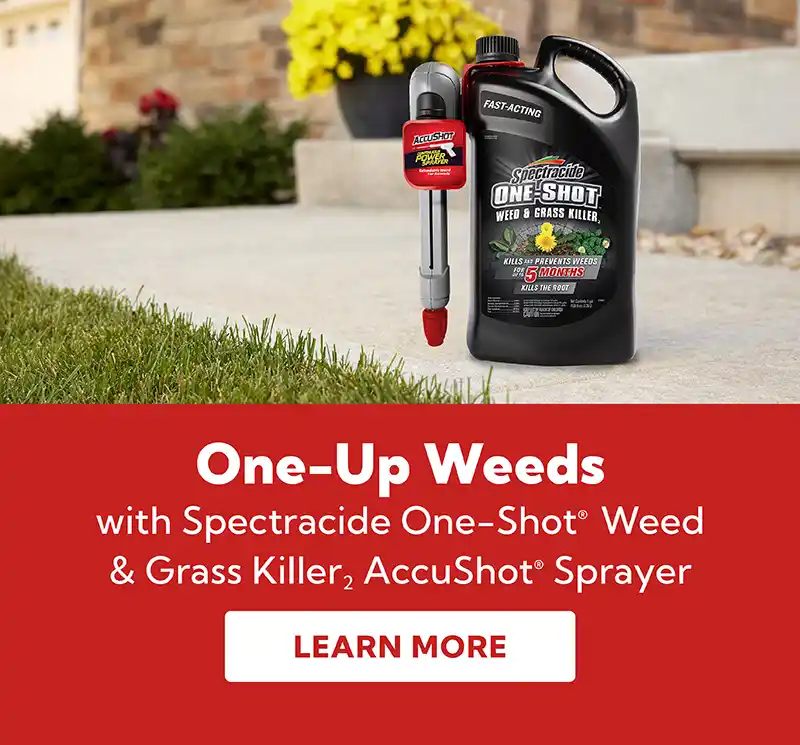 One-Up Weeds, with Spectracide One-Shot Weed & Grass Killer with Accushot Sprayer