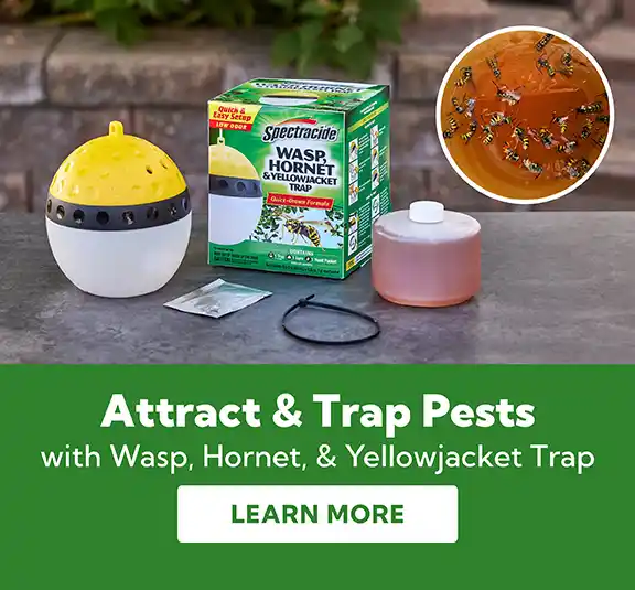 Attract & Trap Pests with Wasp, Hornet, & Yellowjacket Trap - Learn More