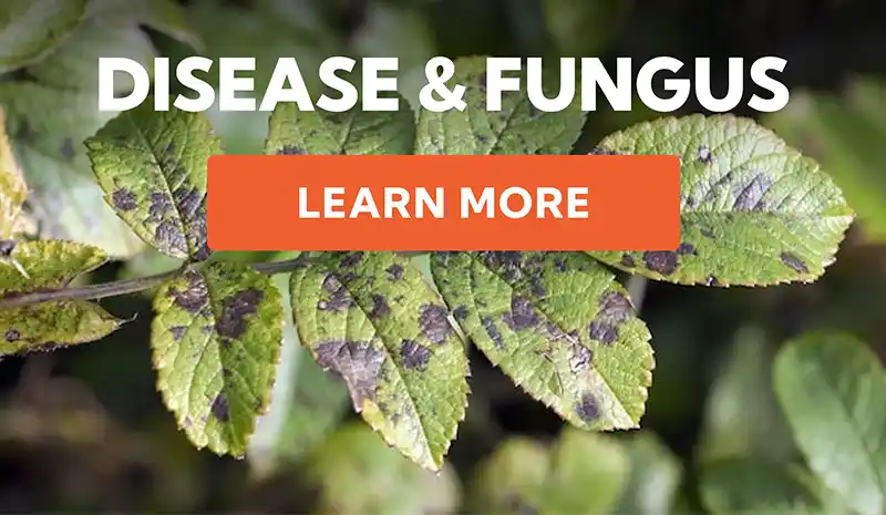 Disease & Fungus - Learn More
