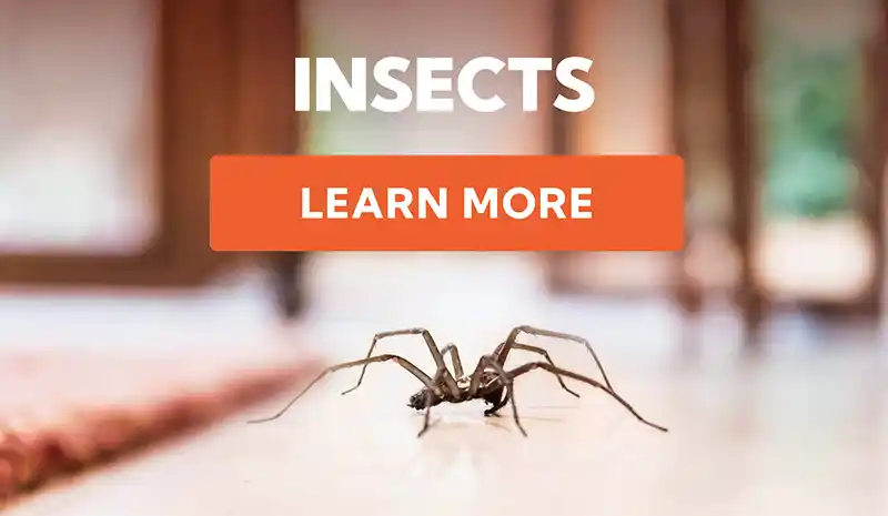 Insect Killers - Learn More