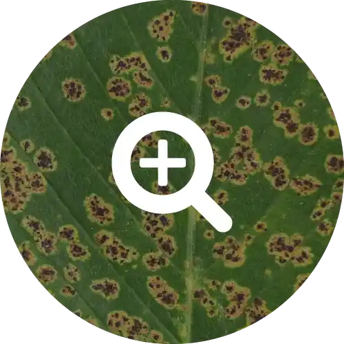 Anthracnose