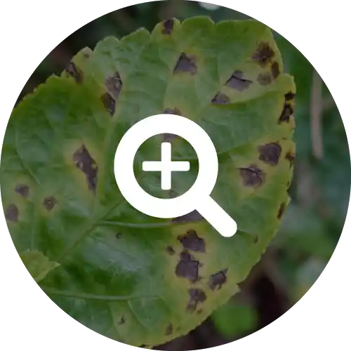 Leaf Spot