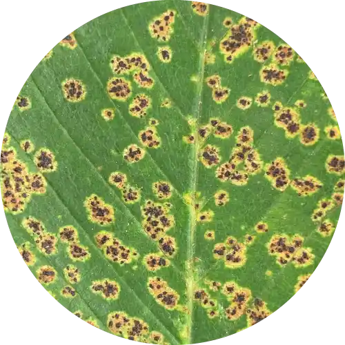 Anthracnose