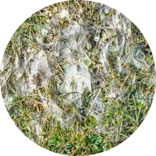 Fusarium Patch