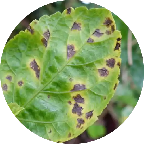 Leaf Spot