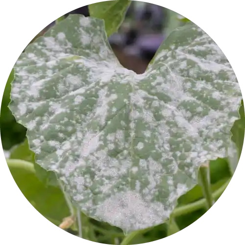 Powdery Mildew