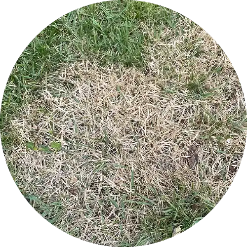 Zoysia Patch