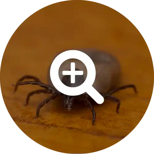 Ticks