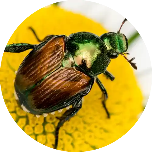 Japanese Beetles