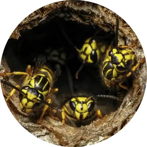Yellowjackets