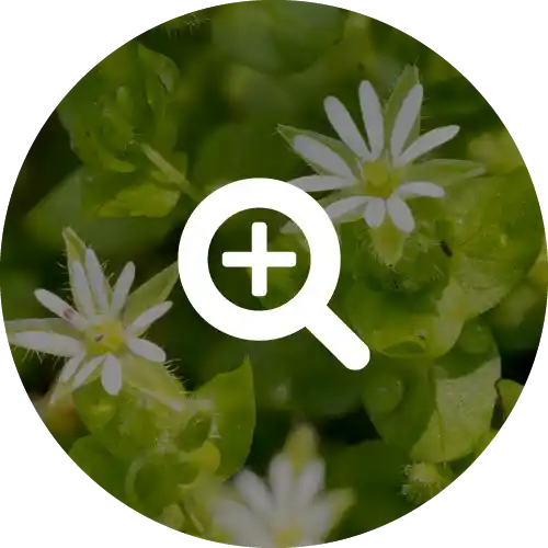 CHICKWEED