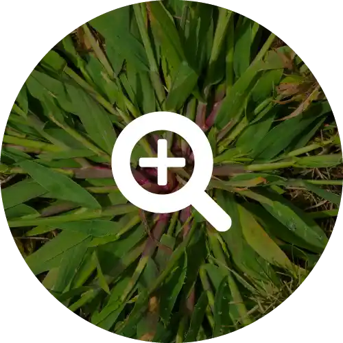 CRABGRASS