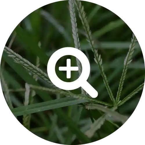 GOOSEGRASS