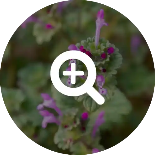 HENBIT