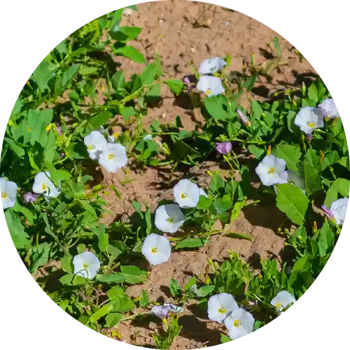 BINDWEED