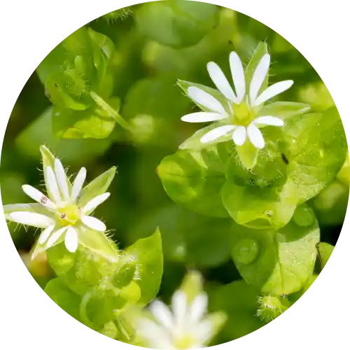 CHICKWEED