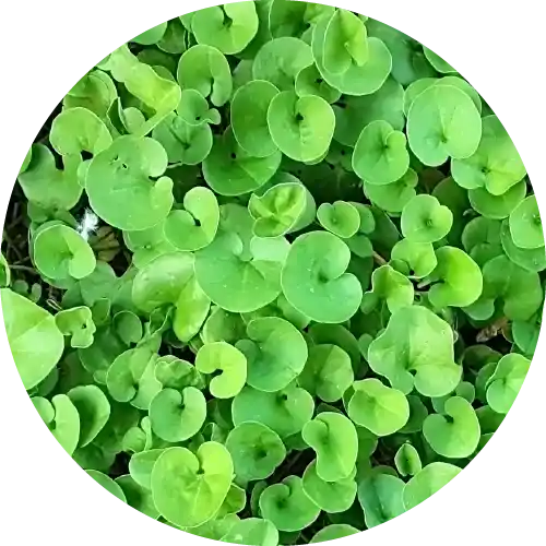 DICHONDRA*