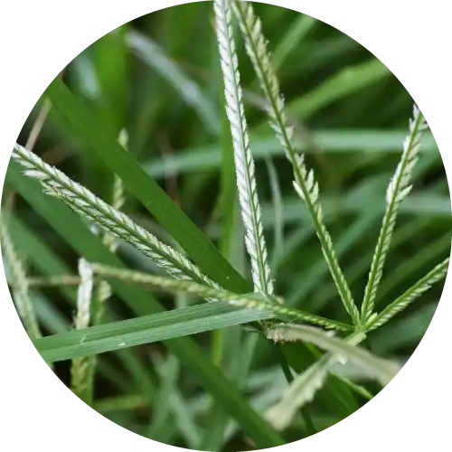 GOOSEGRASS