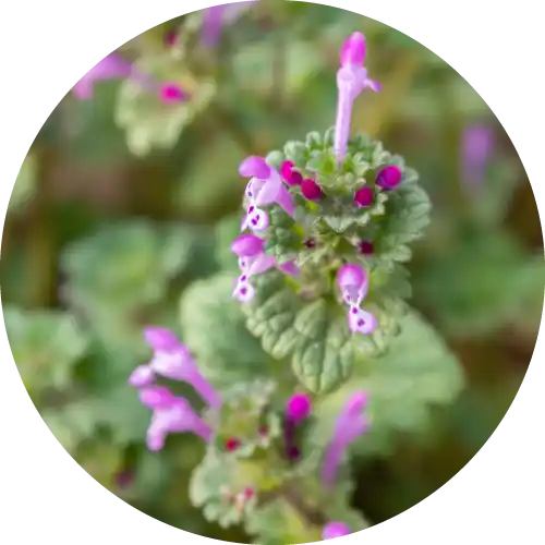 HENBIT