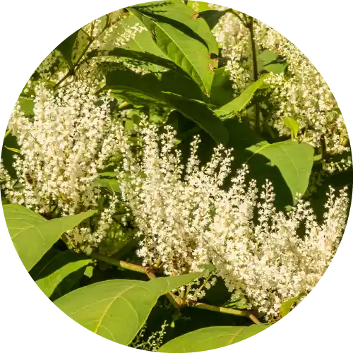 KNOTWEED