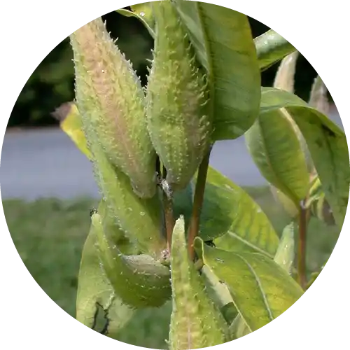 MILKWEED