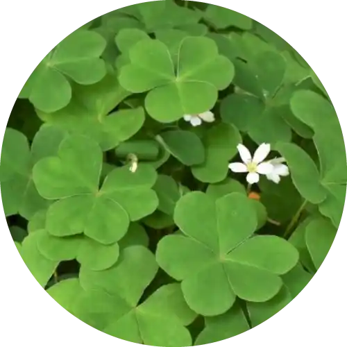 OXALIS