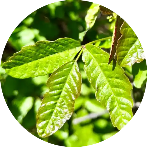 POISON OAK