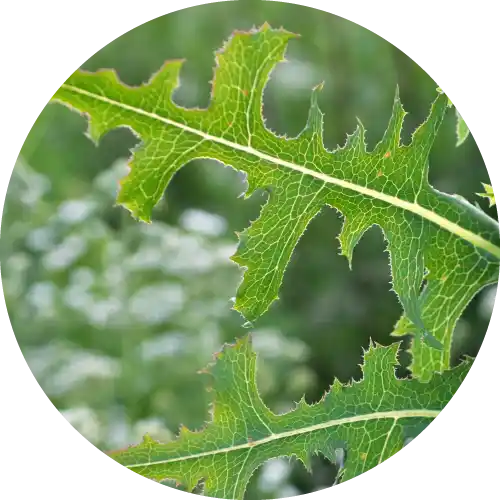 PRICKLY LETTUCE