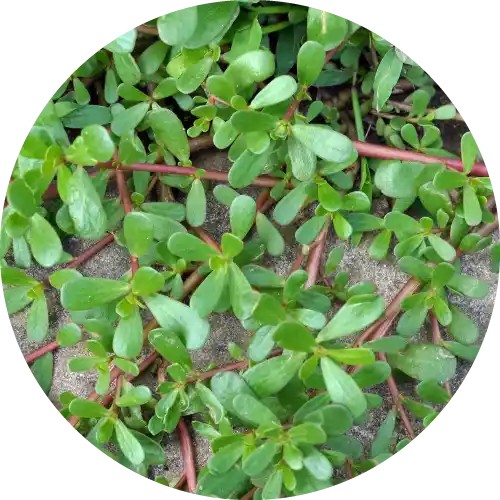 PURSLANE