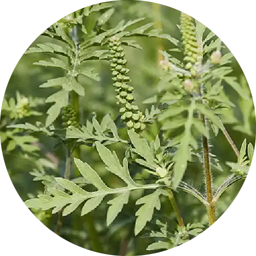 RAGWEED