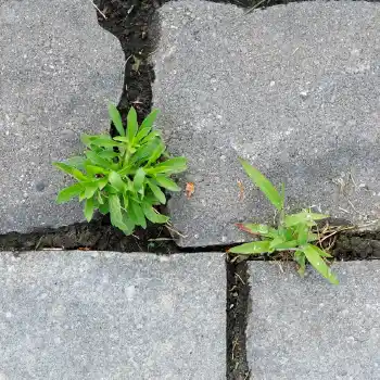 Pavers